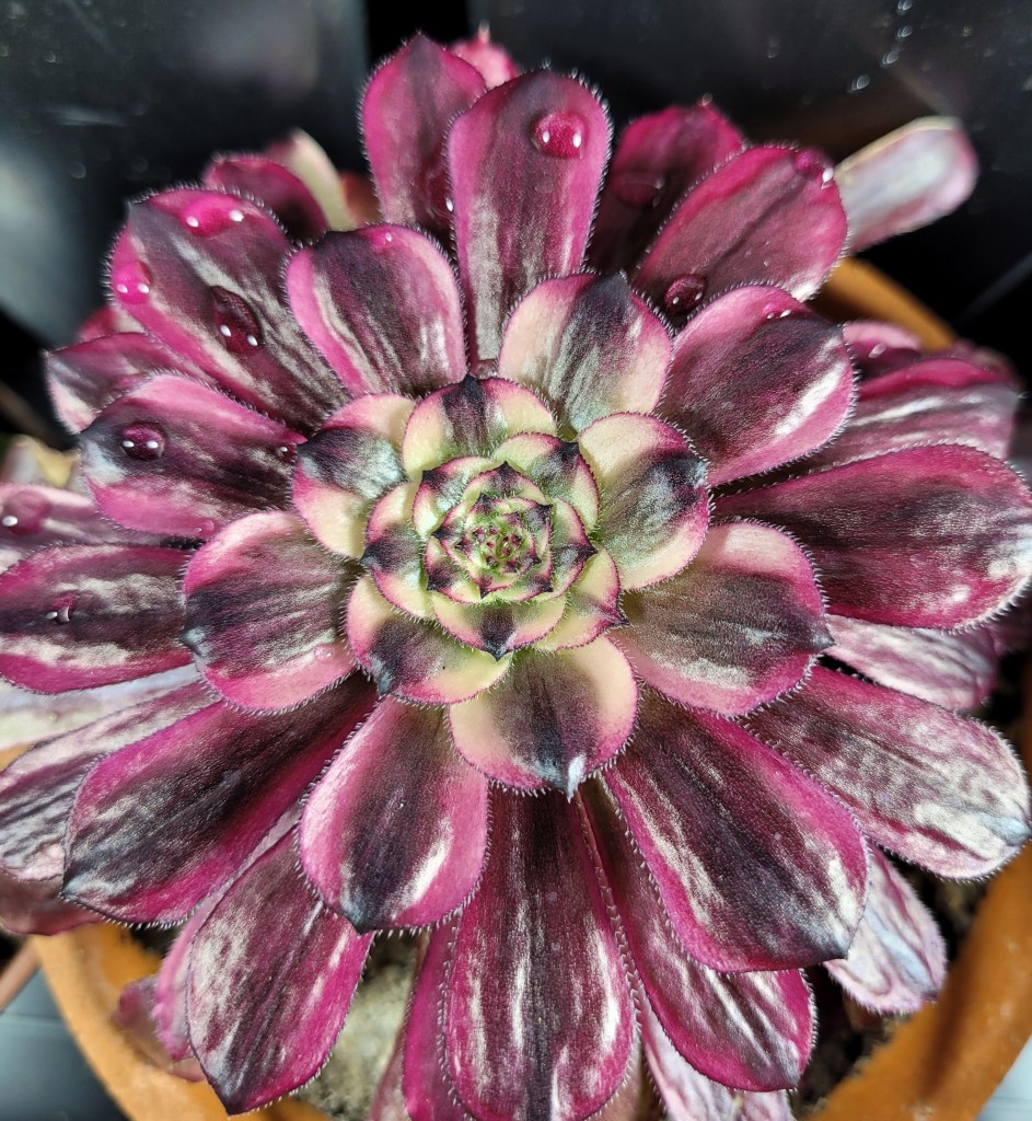 Aeonium Mardi Gras