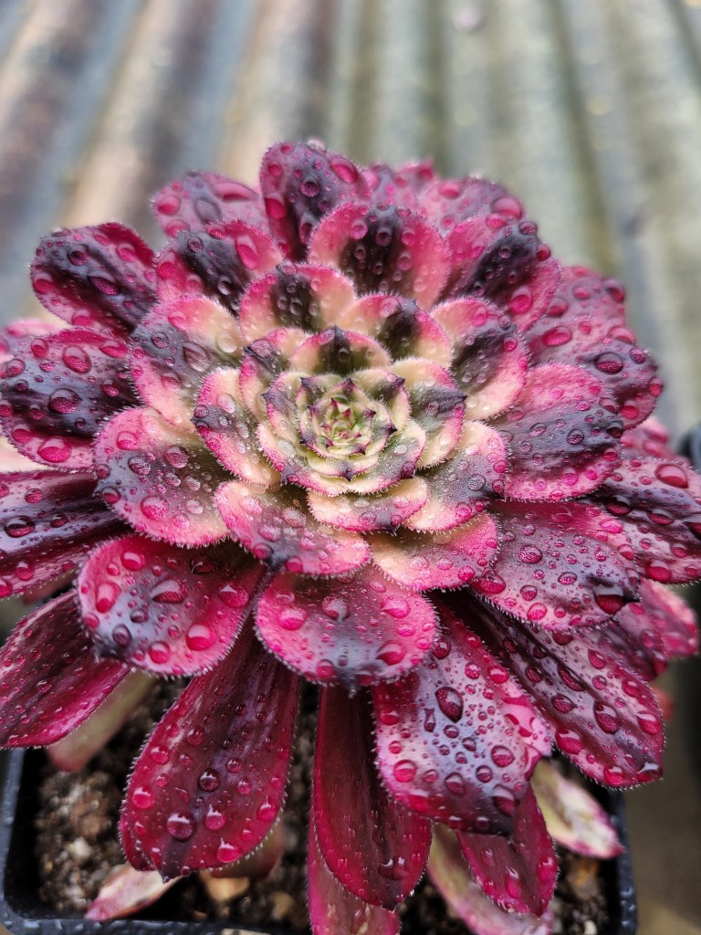 Aeonium Mardi Gras