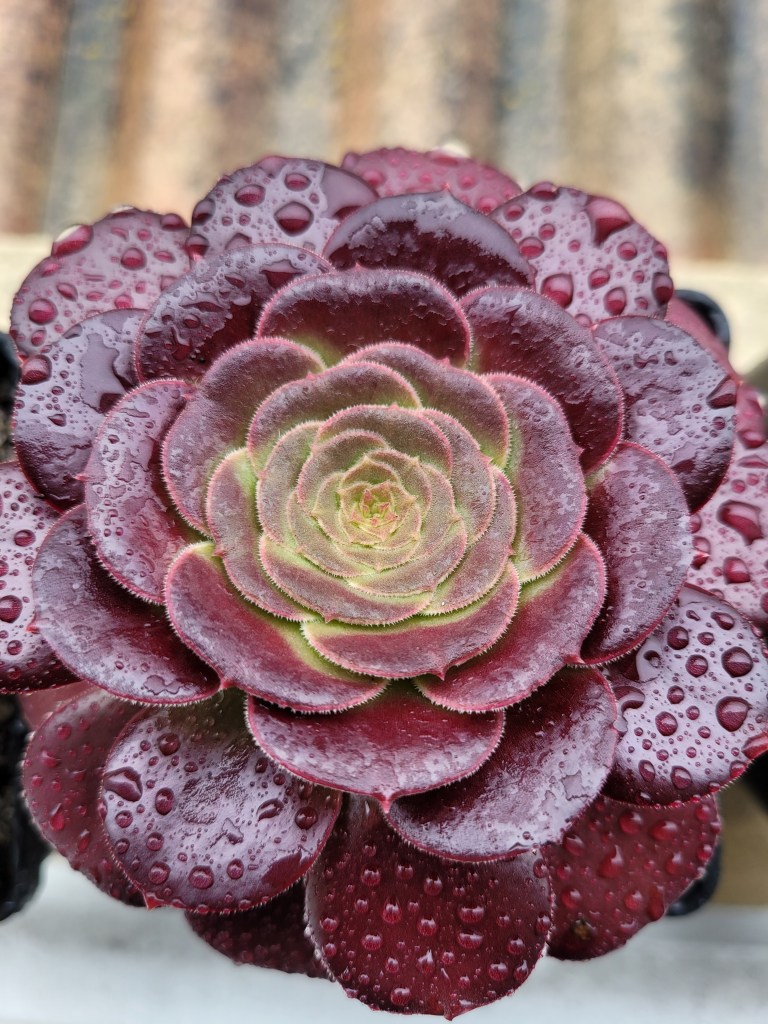 Aeonium Blushing Beauty