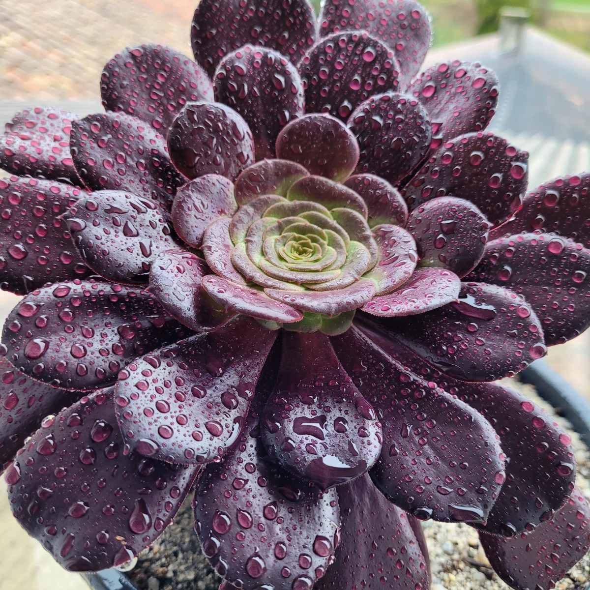 Aeonium Velour variegata