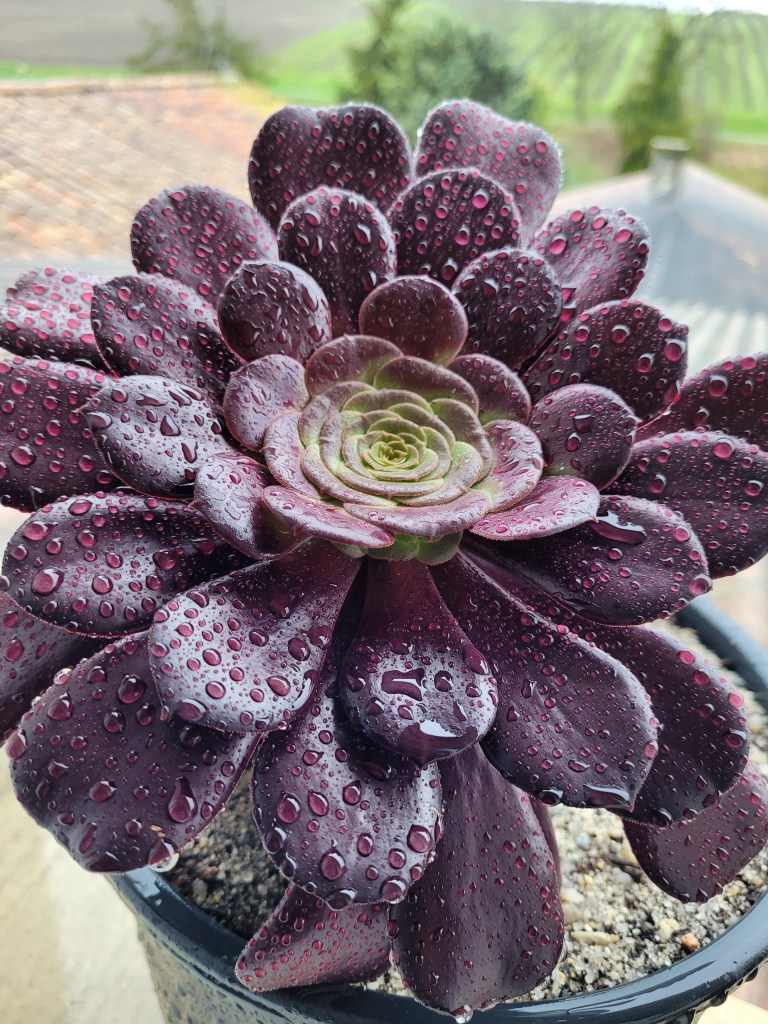 Aeonium Velour