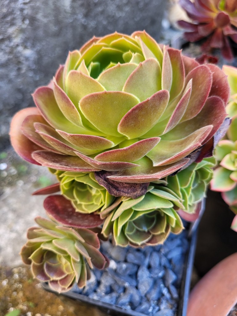 Aeonium Blushing Beauty