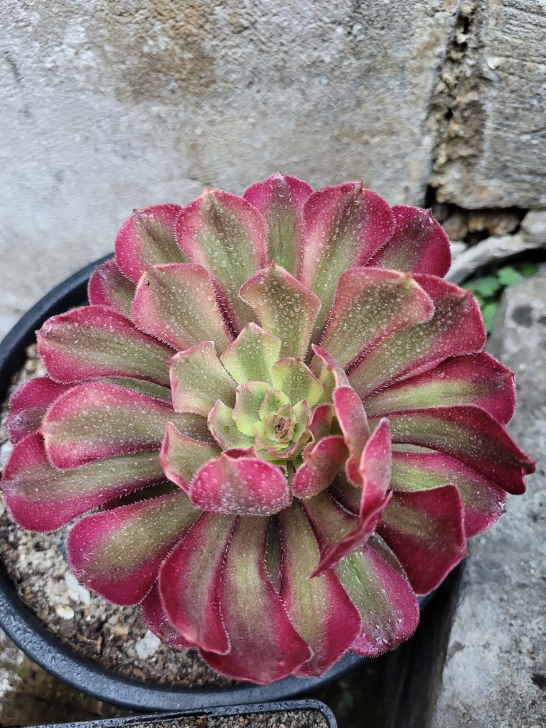 Aeonium Mardi Gras
