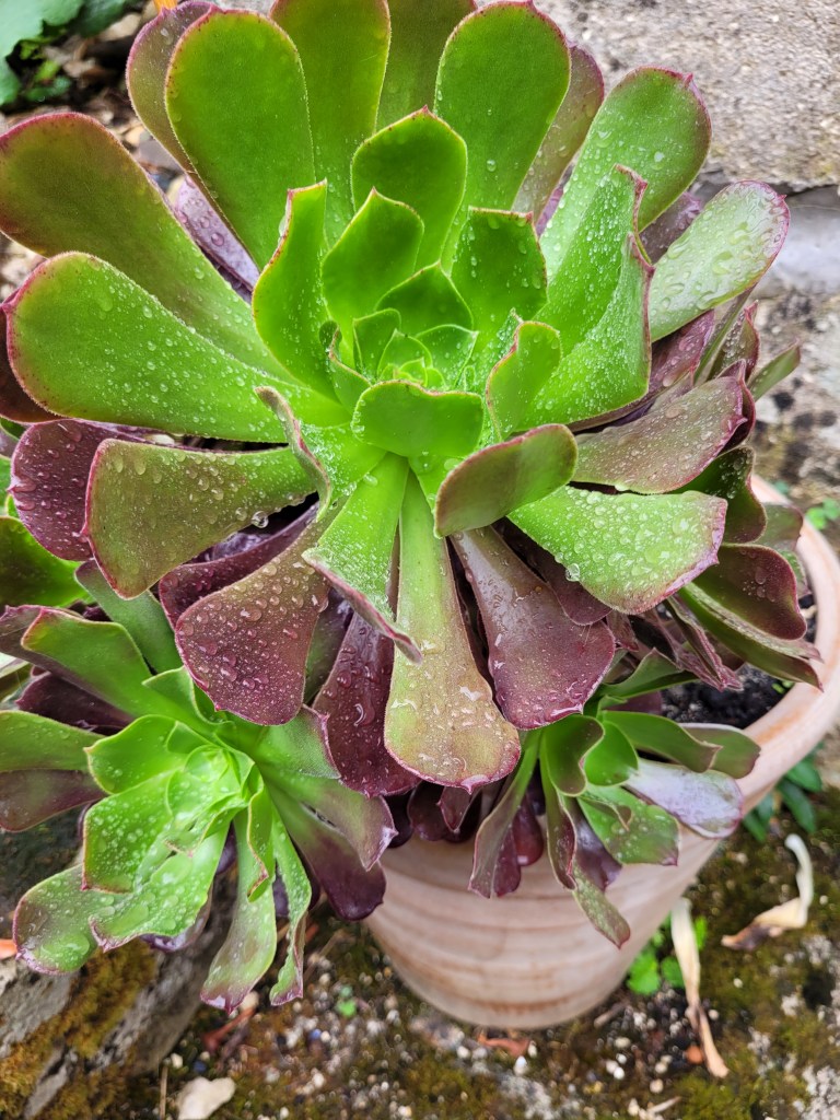 Aeonium Velour