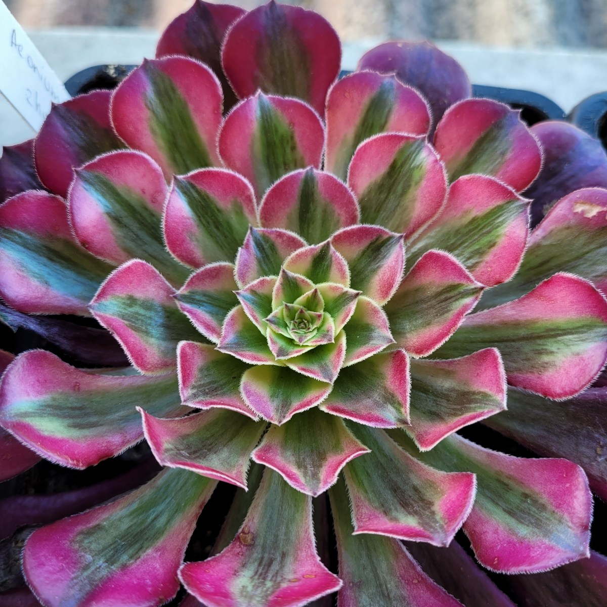 Aeonium Zwartkin variegata