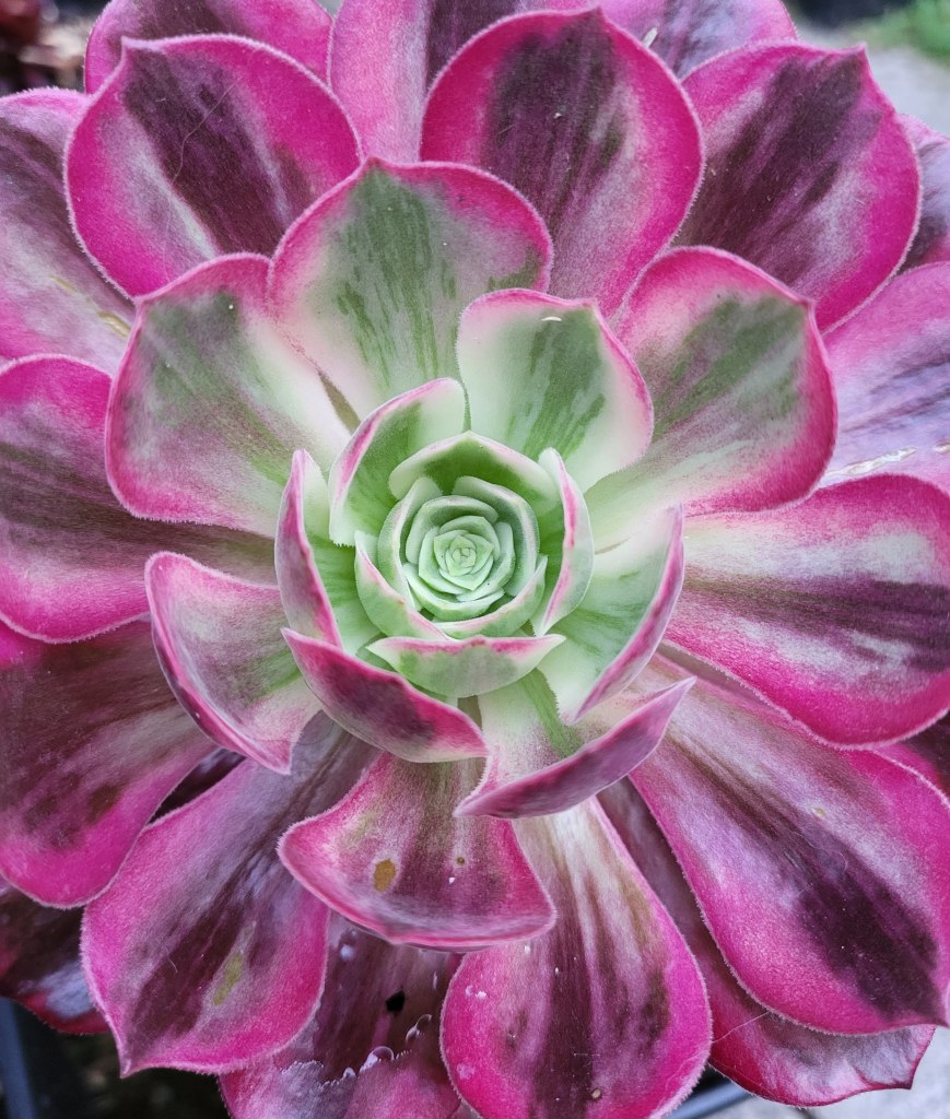 Aeonium Wedding Dress