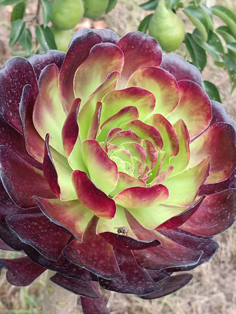 Aeonium 'Voodoo'