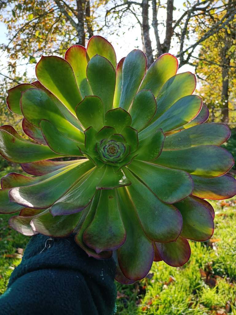 Aeonium 'Voodoo'