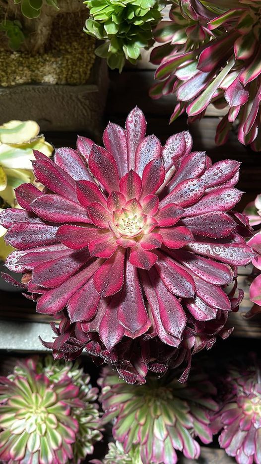 Aeonium Red Garnet variegata