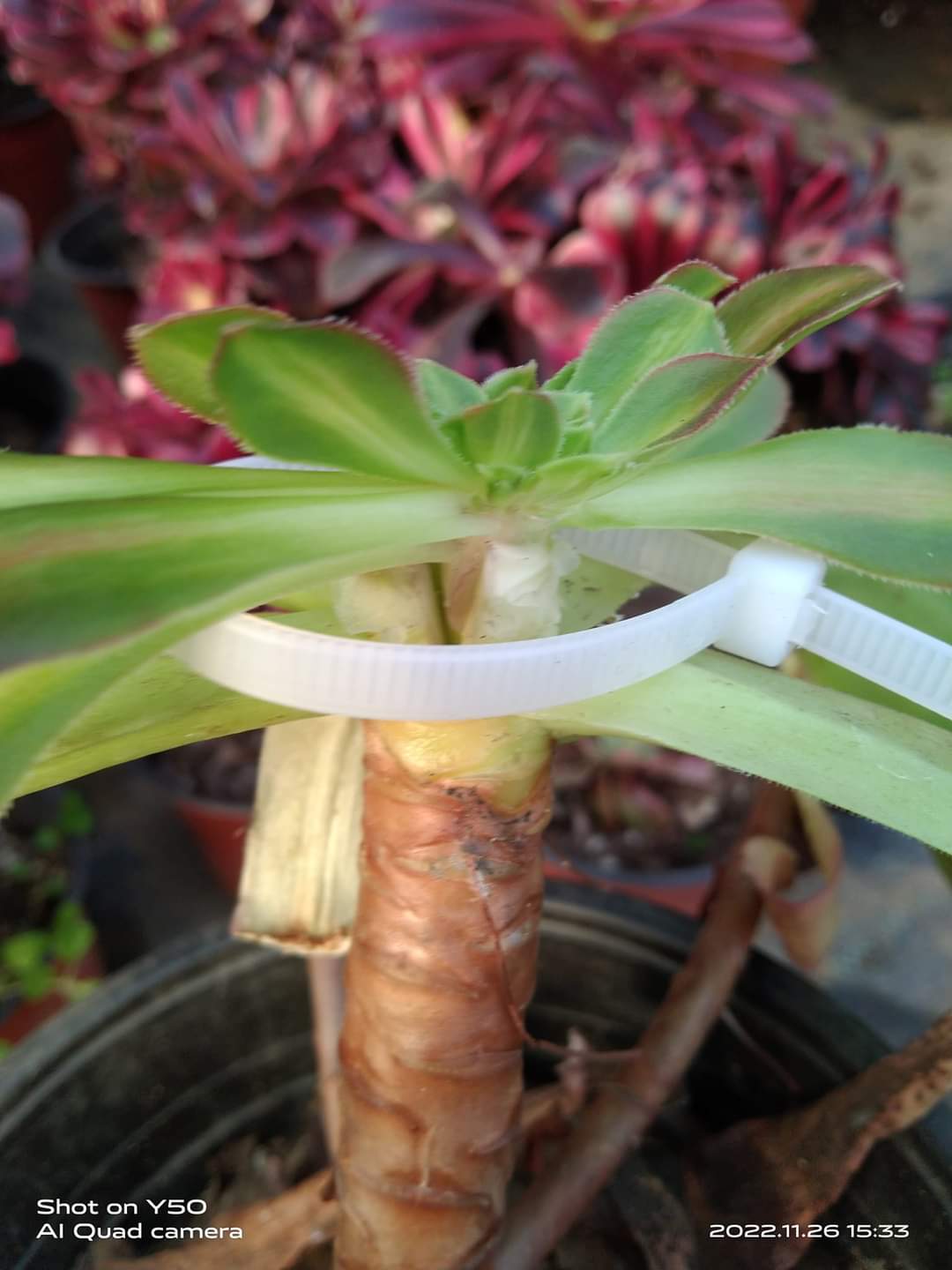 Grafting Aeoniums: A Practical Guide to Faster Growth and Cultivar Preservation