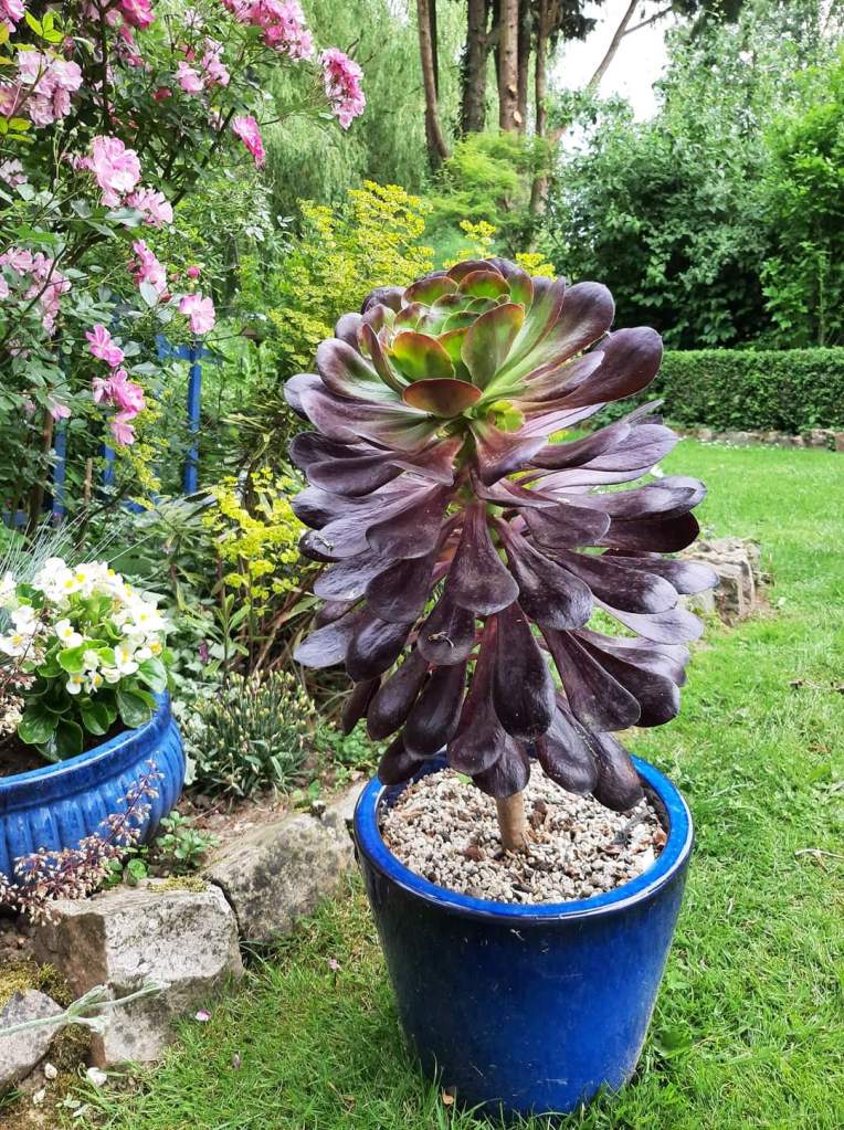 Aeonium 'Voodoo'
