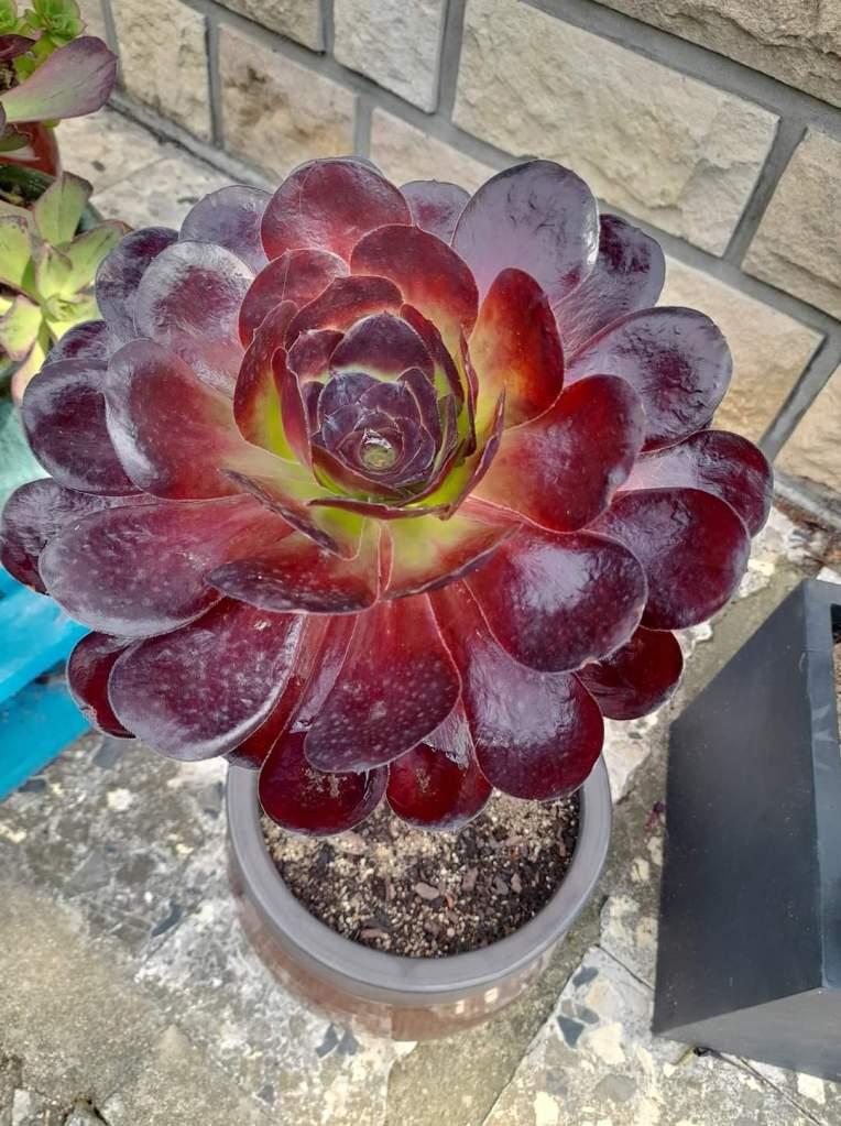 Aeonium 'Voodoo'