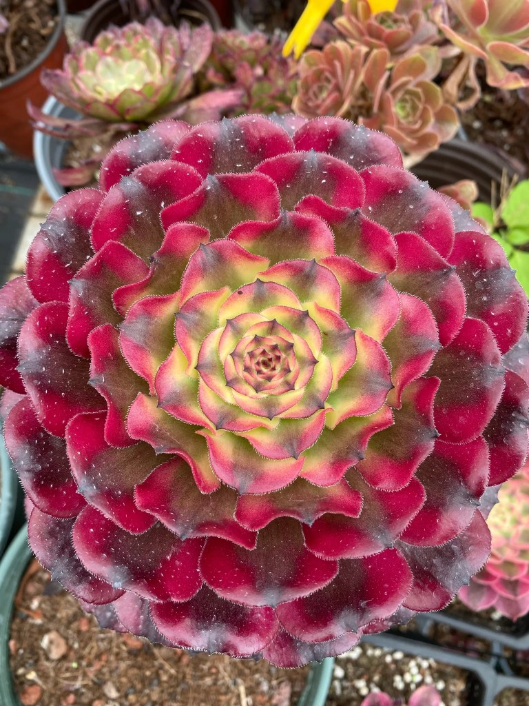 Aeonium Hongyan