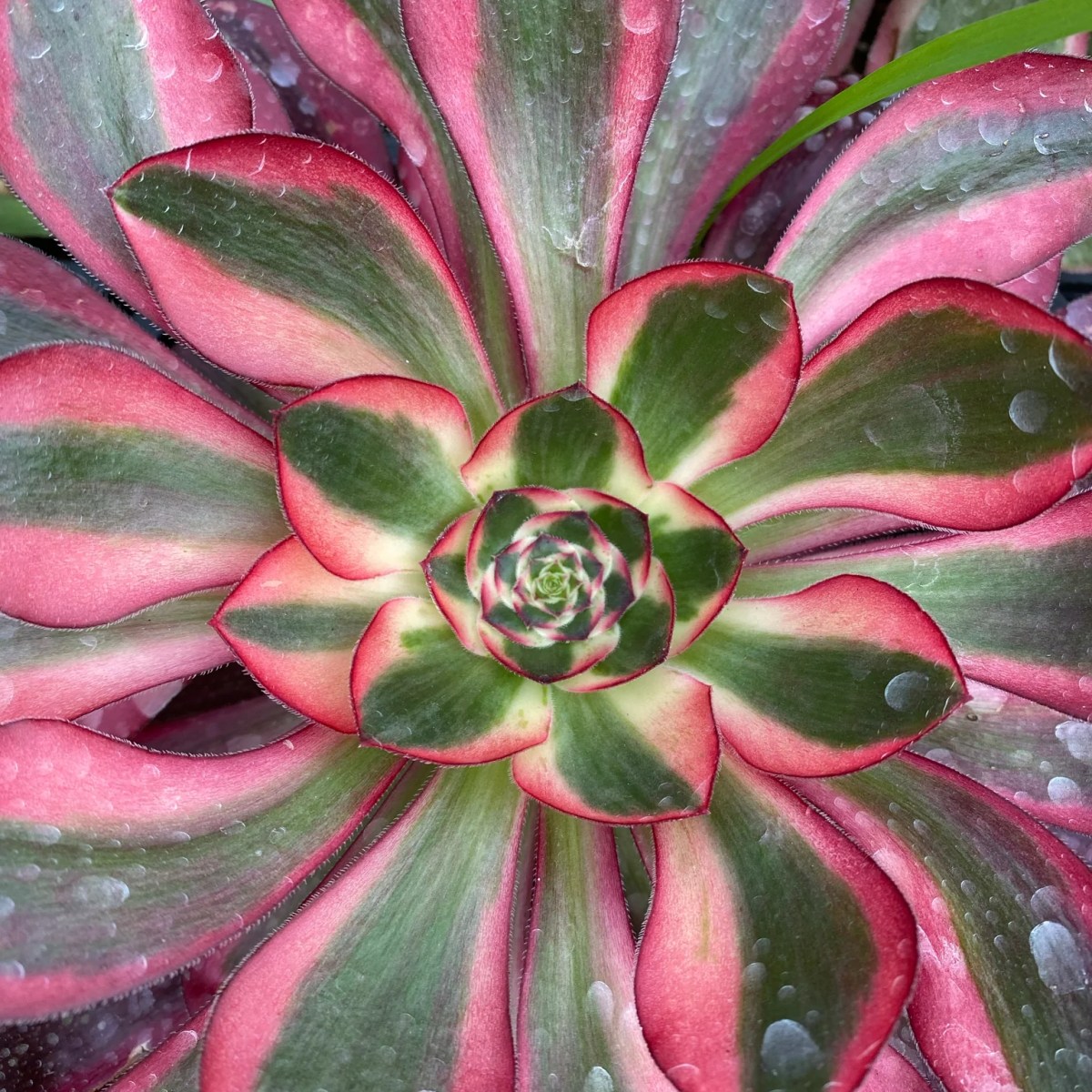 Aeonium &lsquo;Voodoo&rsquo; Variegata