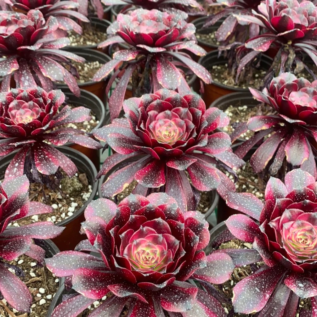 Aeonium Meiji