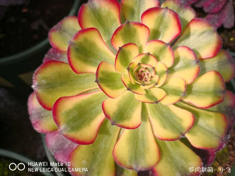 Aeonium &lsquo;Meiya&rsquo;