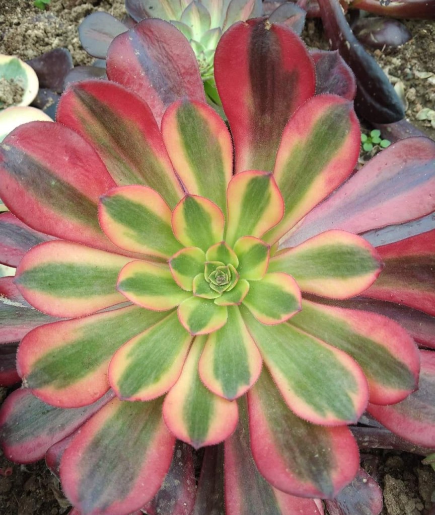 Aeonium Crown