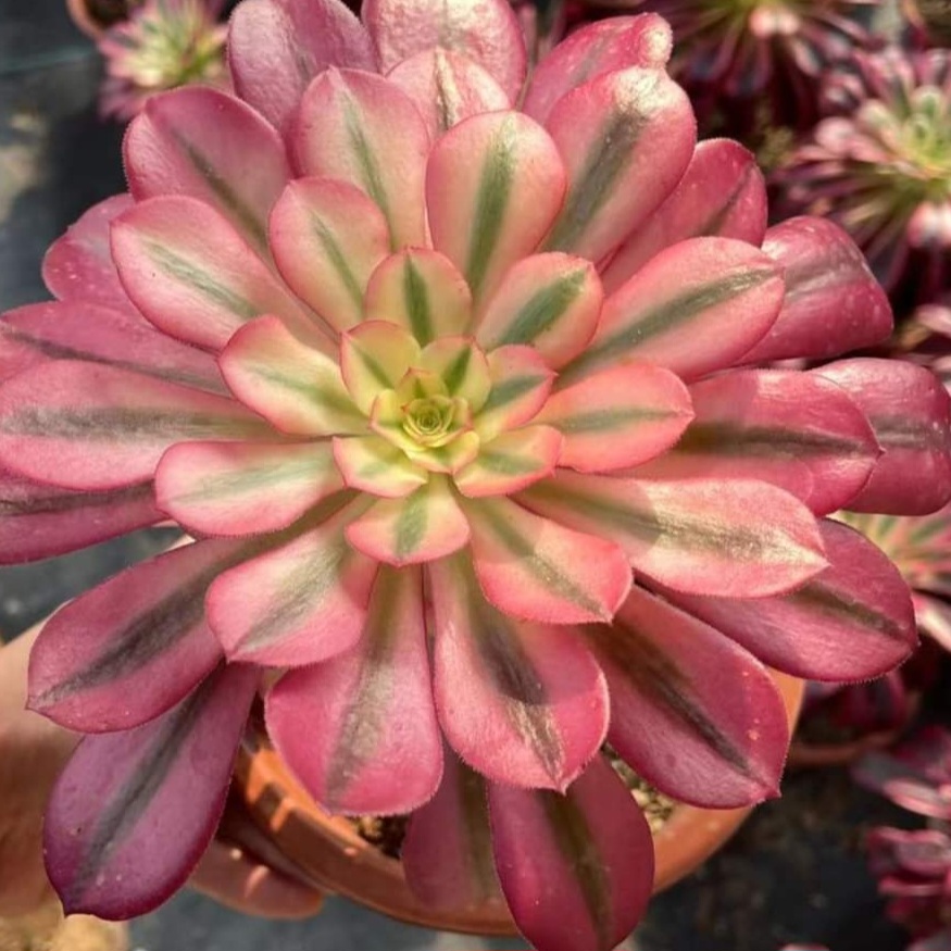 Aeonium Sakura