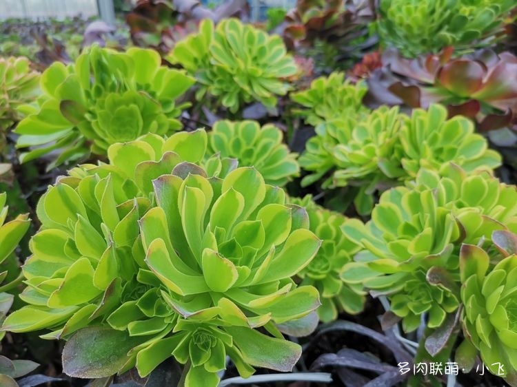 Aeonium ‘Green Lemon’ : origine, synonymes et caractéristiques