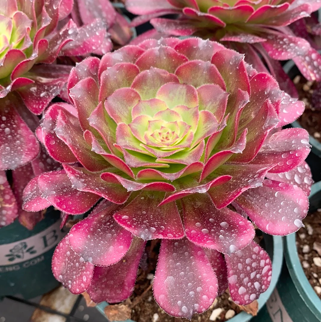 Aeonium ‘Mardi Gras’ : origine et lignée des cultivars variegata