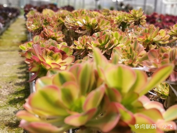 Aeonium ‘Verna’