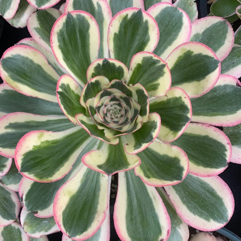 Aeonium Zeus