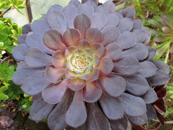 Aeonium &lsquo;Zwartkin&rsquo; : Origine, Caractéristique et ses Aeoniums variegata
