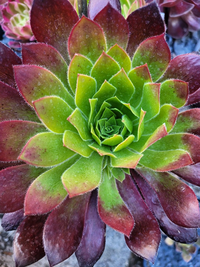 Aeonium Black Magic