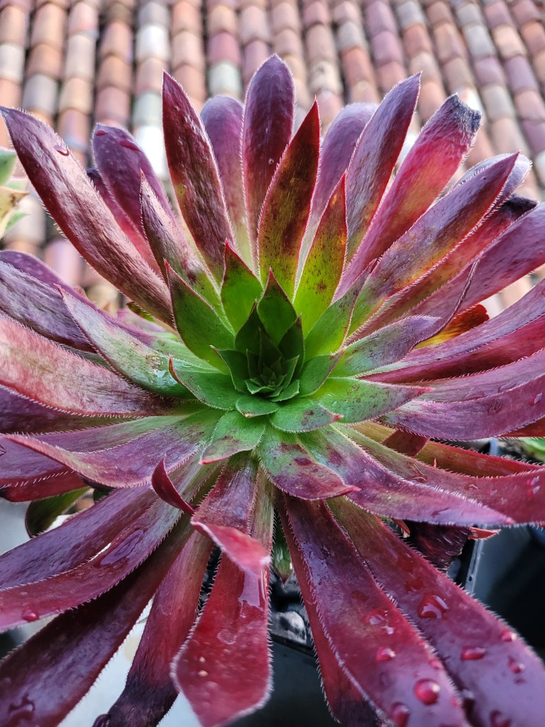 Aeonium Black Magic