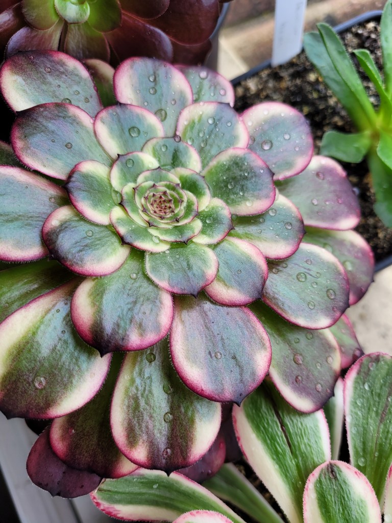 Aeonium Black King Kong Moya