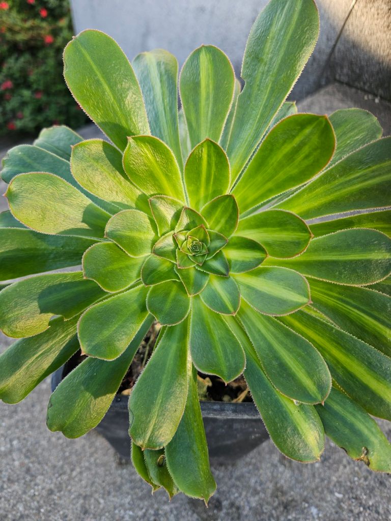 Aeonium Buluoshun