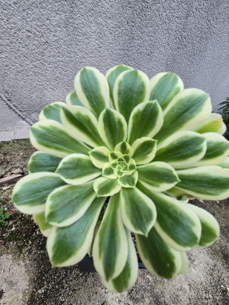 Aeonium Yanning