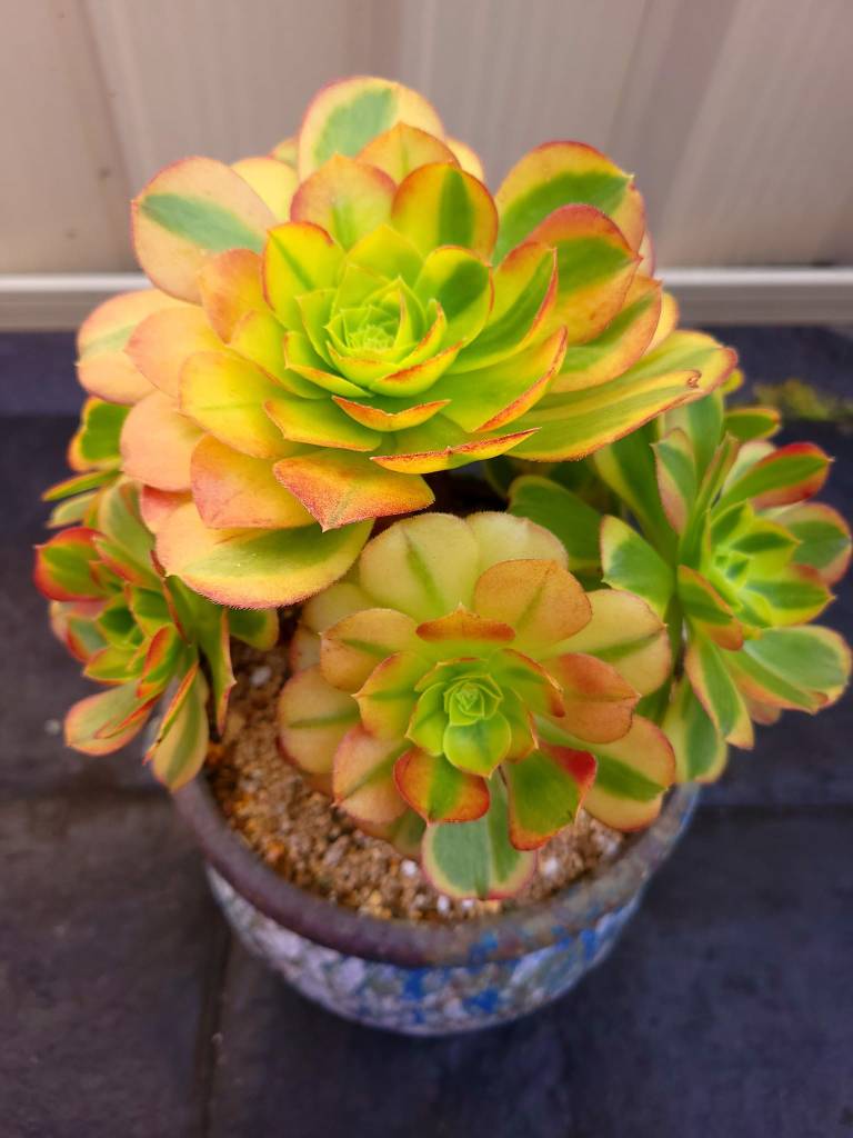 Aeonium Milky White