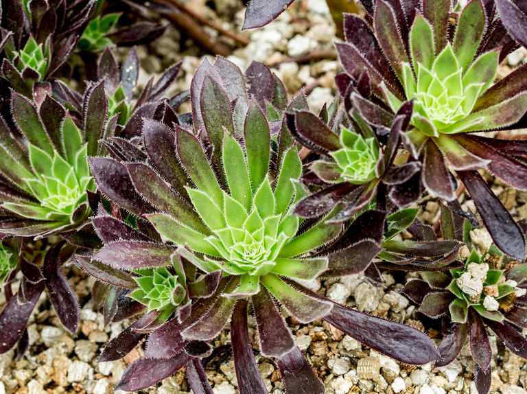 Aeonium Logan Rock