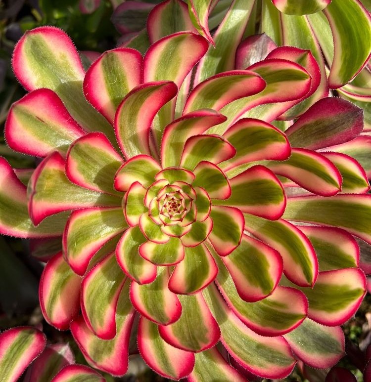 Aeonium Moonlight