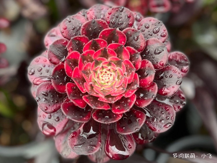 Aeonium 'Moonlight'