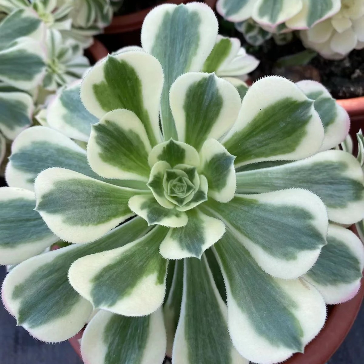 Aeonium Green Cashmere Variegata