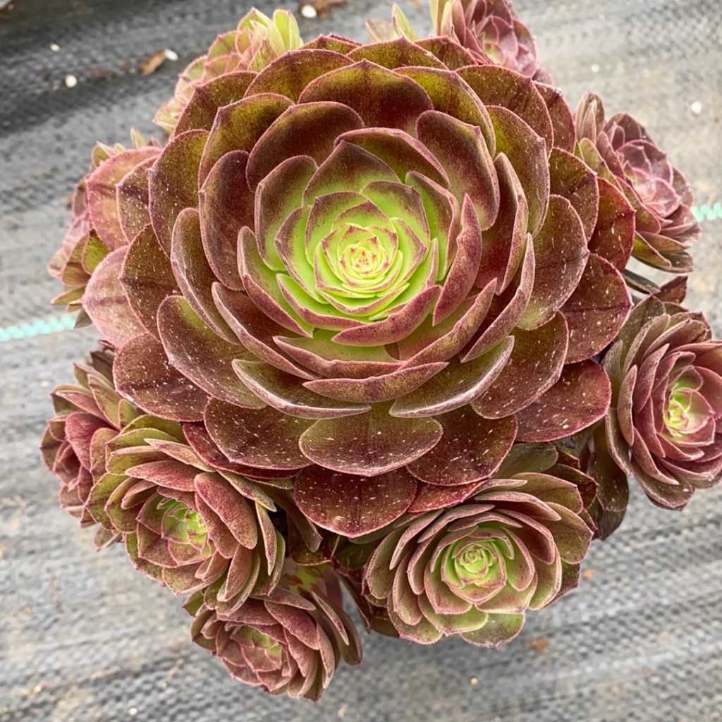 Aeonium Black Evil
