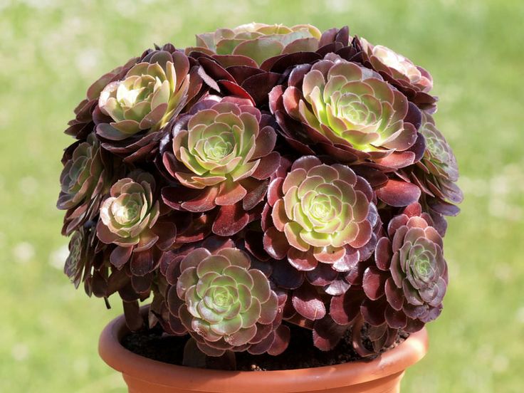 Aeonium Madeira Rose