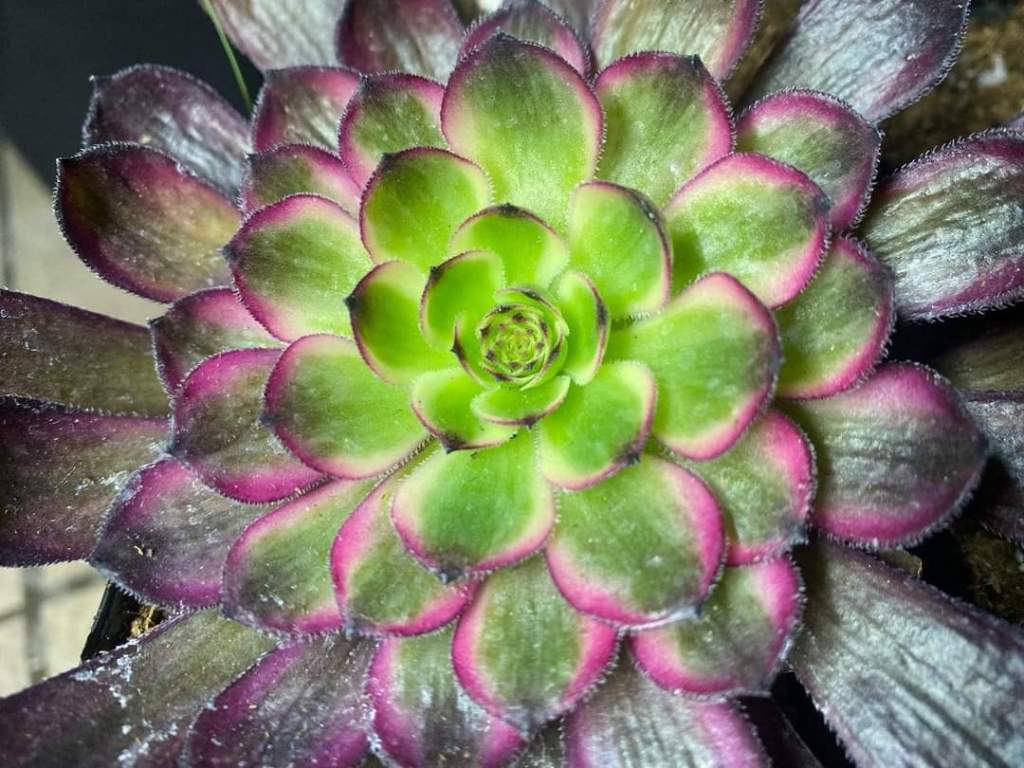 Aeonium Cat Ears