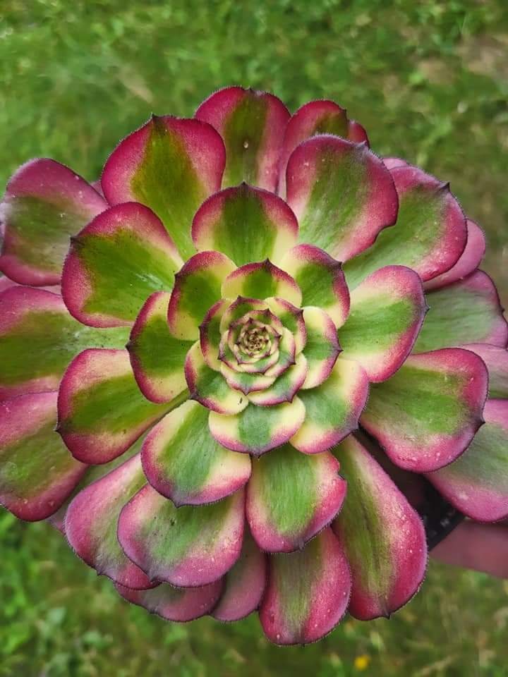 Aeonium Versus