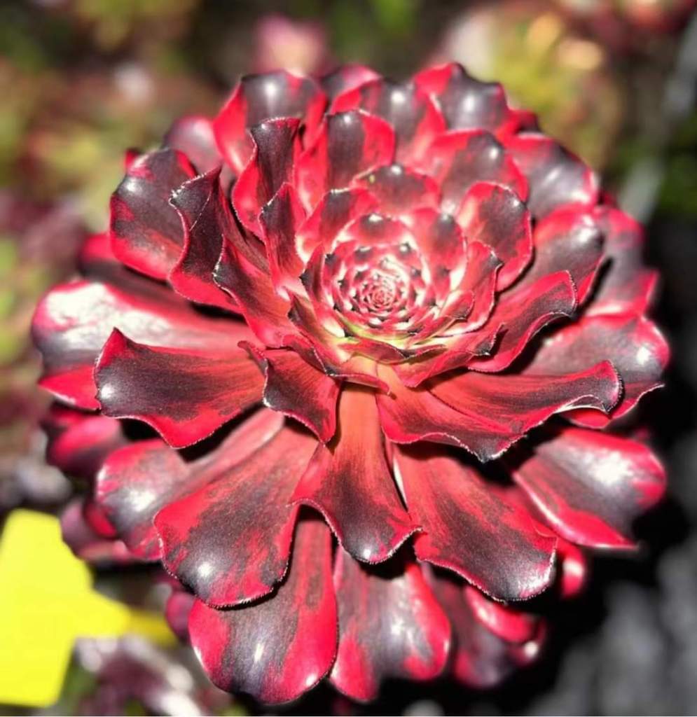 Aeonium Fire Cloud