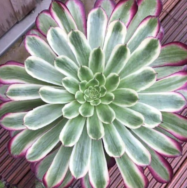 Aeonium Mardi Gras