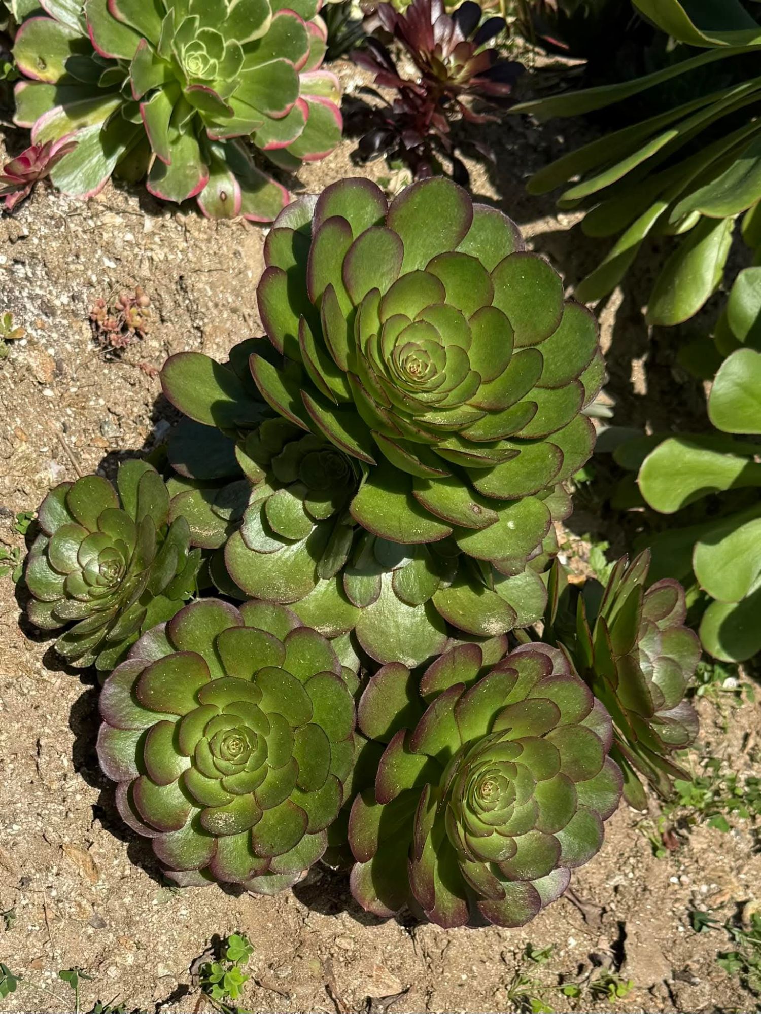 Aeonium Madeira Rose