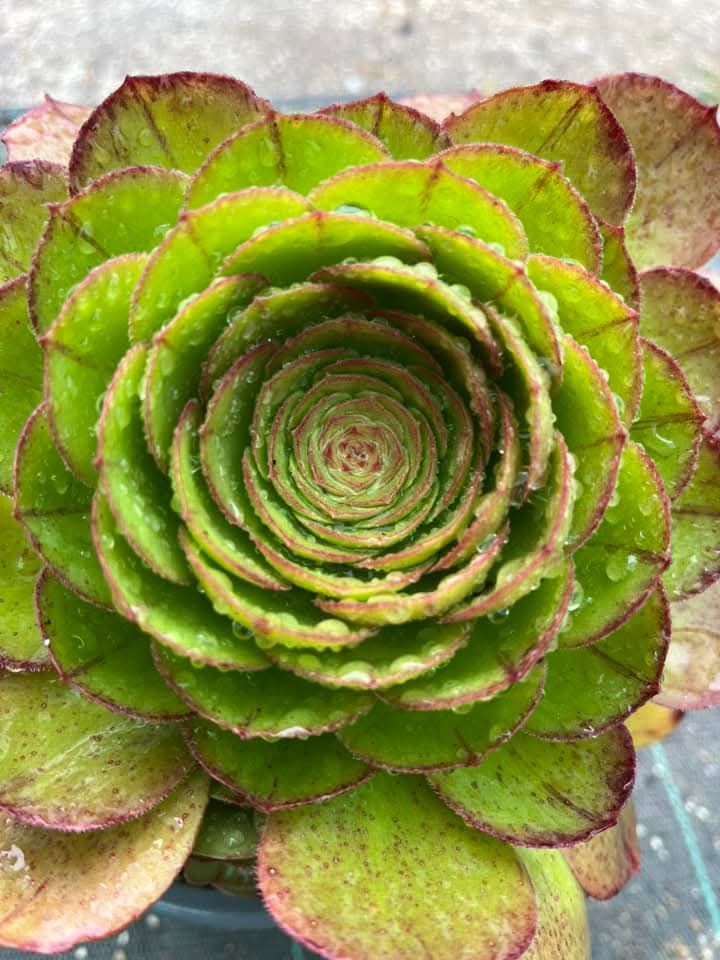 Aeonium Madeira Rose