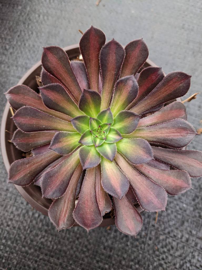 Aeonium Garnet Middle