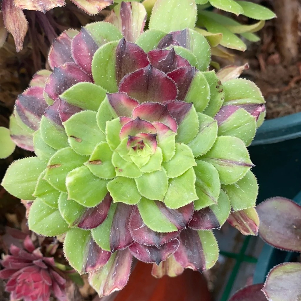 Aeonium Glowworm