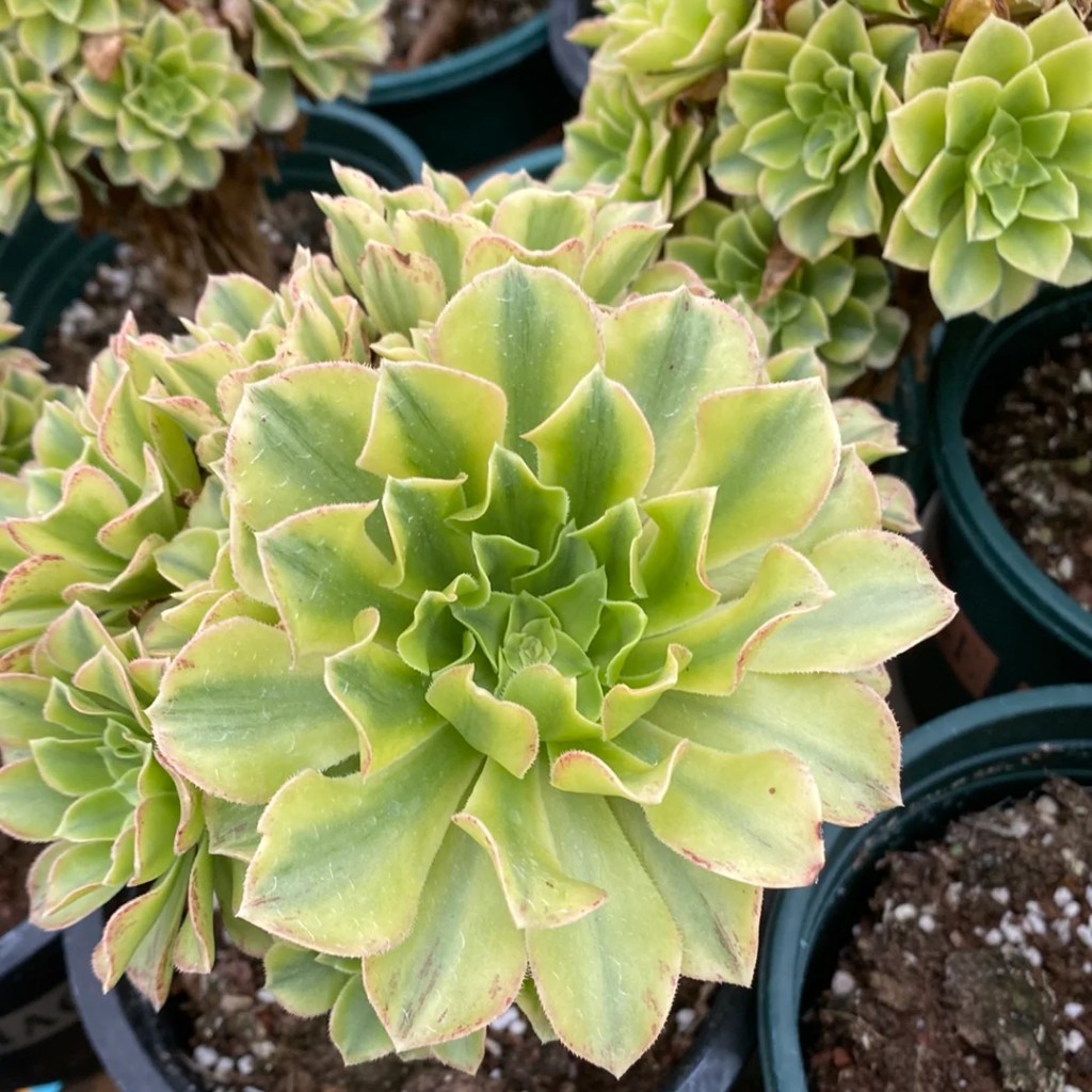 Aeonium Yanning
