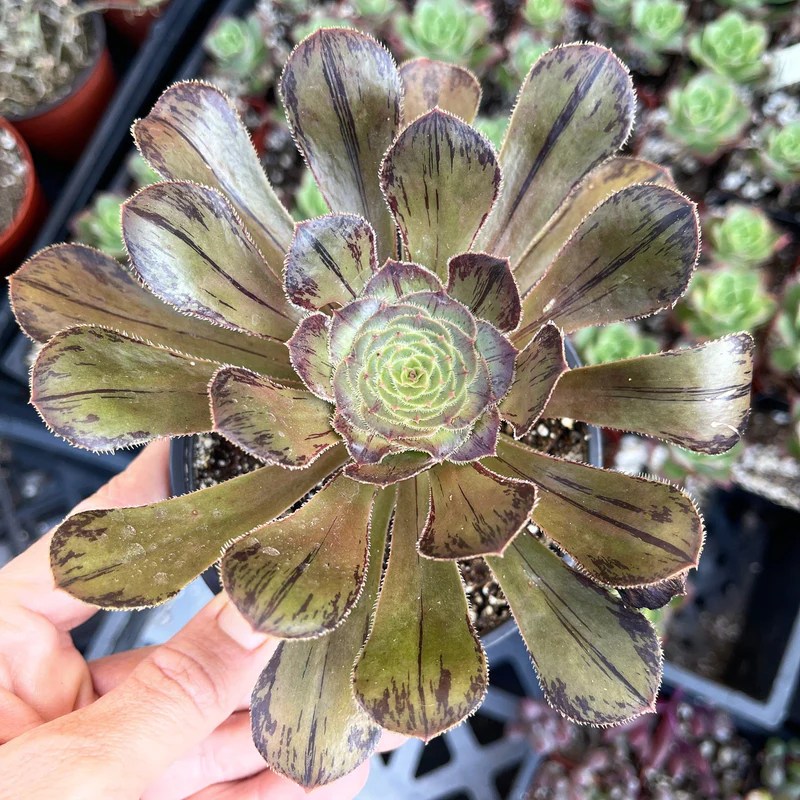 Aeonium holocrysum var. rubrolineatum 