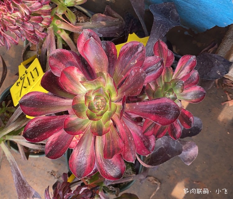 Aeonium Voodoo Ultra White